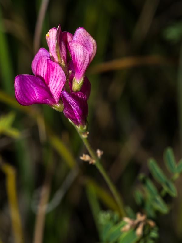 Hedysarum confertum / Sulla minore